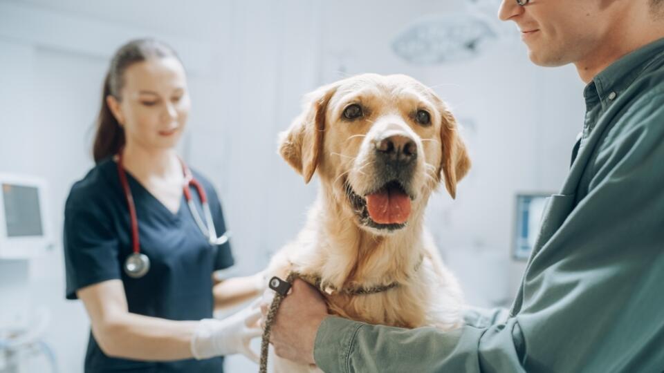 Ktoré príznaky môžu znamenať alergiu u psa a treba ísť k veterinárovi?