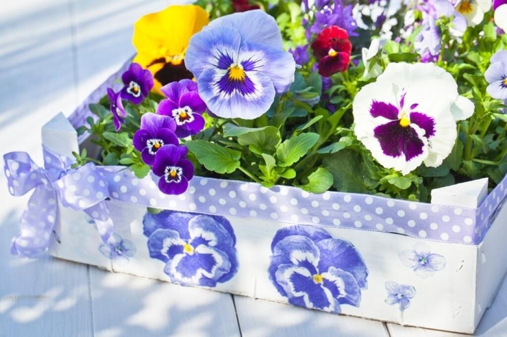 Ako sirôtka je známa fialka sirôtková (Viola x wittrockiana), obľúbená je aj minisirôtka - fialka ostrohatá (Viola cornuta).