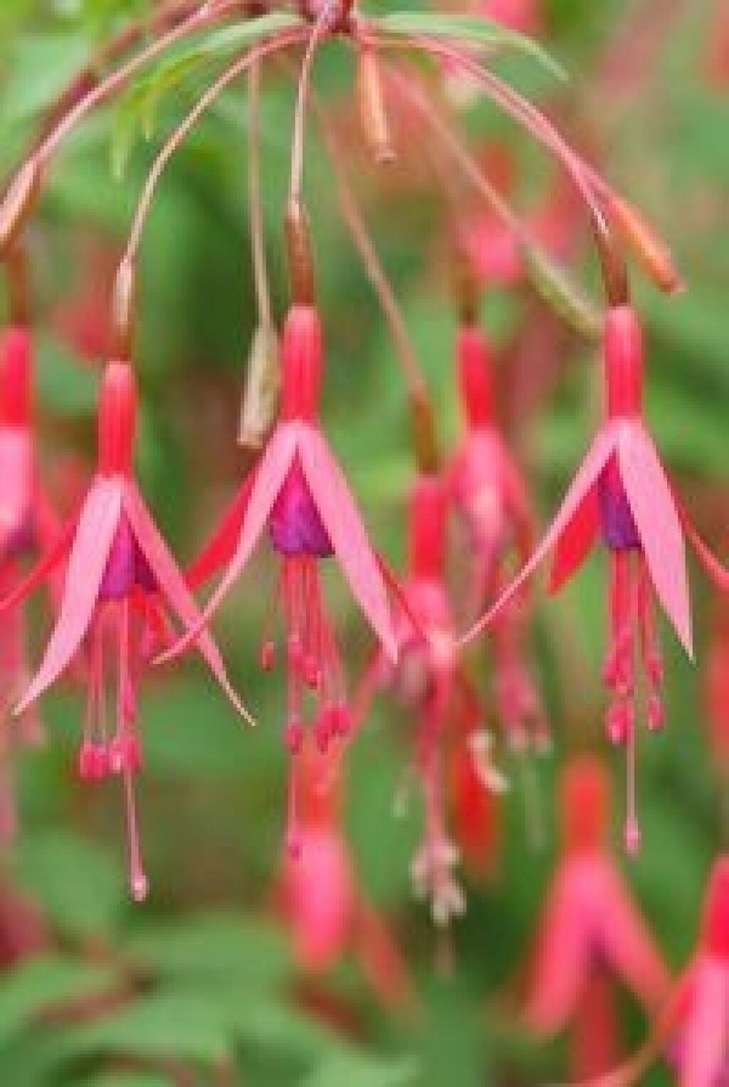 Plody fuksie čílskej (Fuchsia magellanica) majú chuť hrozna.