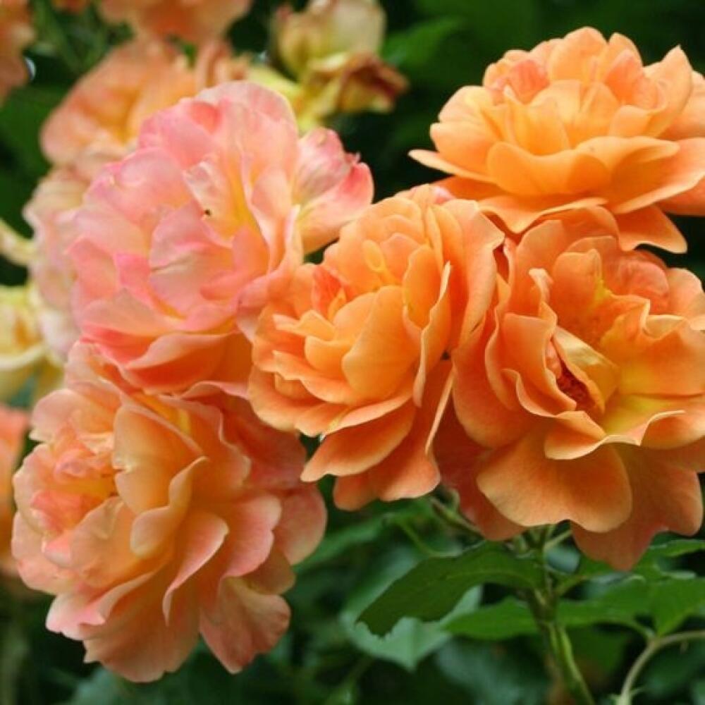 Nádherná odroda 'Westerland'