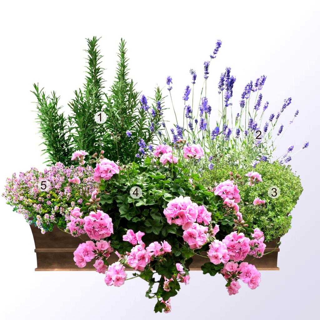 Skupinová výsadba s muškátmi: 1. Rozmarín lekársky (Rosmarinus officinalis)
2. Levanduľa úzkolistá ‘Dwarf Blue’ (Lavandula angustifolia)
3. Dúška materina citrónová ‘Aureus’ (Thymus citriodorus)
4. Muškát štítovitolistý ‘Pink Sybil’ (Pelargonium peltatum)
5. Dúška materina (Thymus serpyllum)