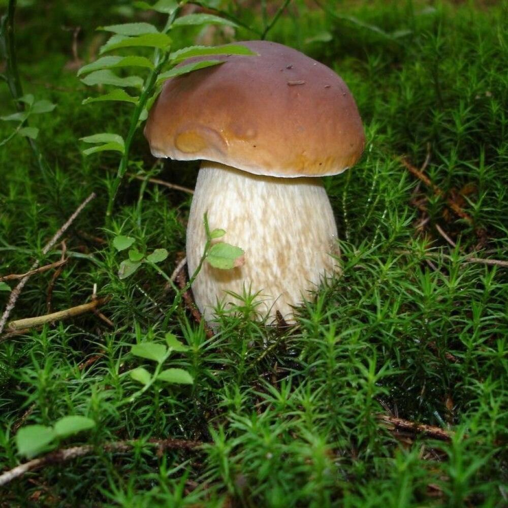 Je na obrázku jedlá huba alebo smrteľne jedovatá?