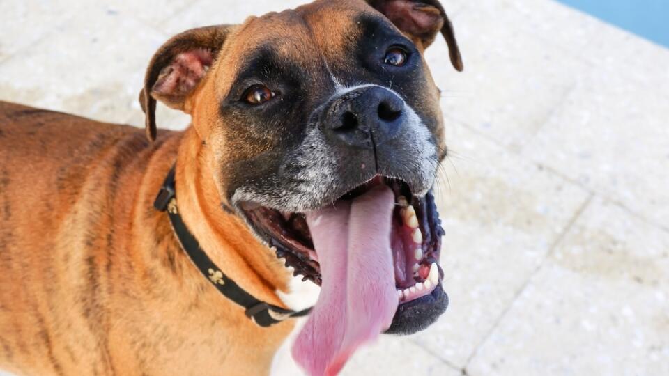 Boxer,Dog,Sticks,Out,Tongue,And,Prances