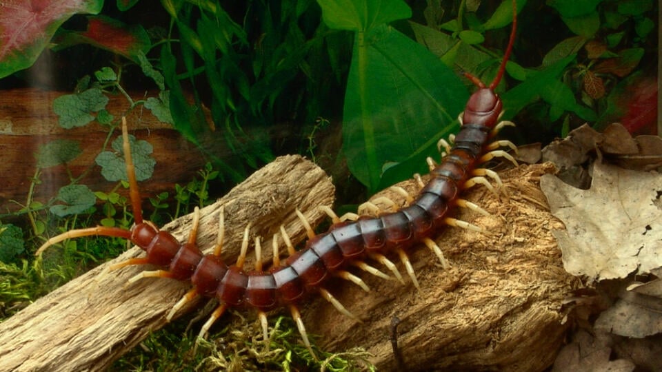 Amazonian,Giant,Centipede,Scolopendra,Gigantea,In,Terrarium