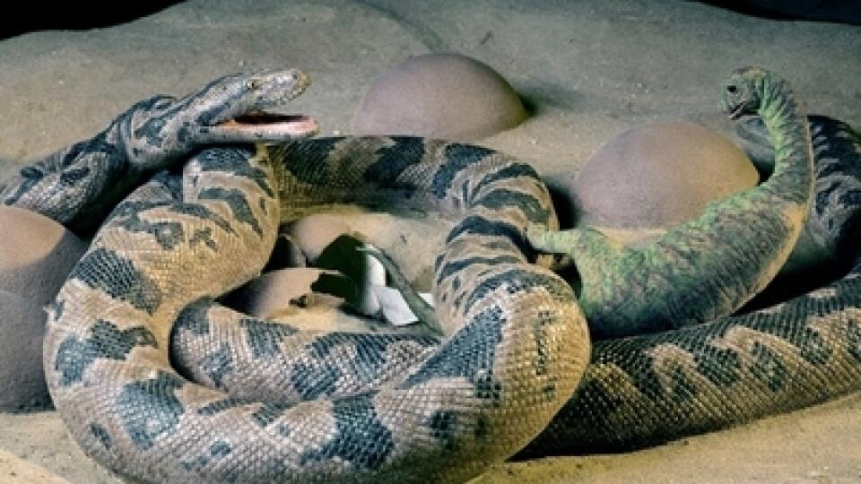 Zlodej. Praveký had nedokázal zhltnúť celé vajce. Musel preto počkať,
kým sa z neho vyliahne malý dinosaurus. Ten už bol jedlý.