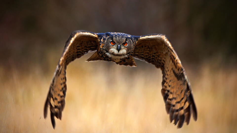 Eurasian,Eagle,Owl,,Bubo,Bubo,,Flying,Bird,With,Open,Wings