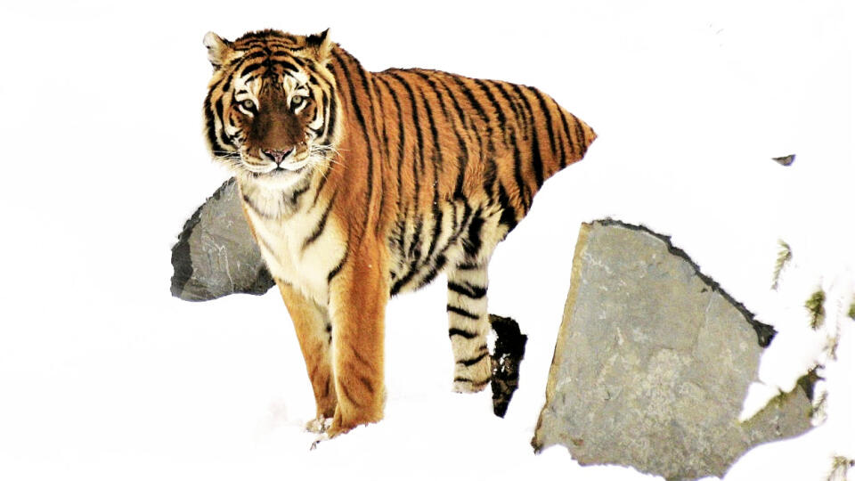 Tiger ussurijský je na zimu zvyknutý.