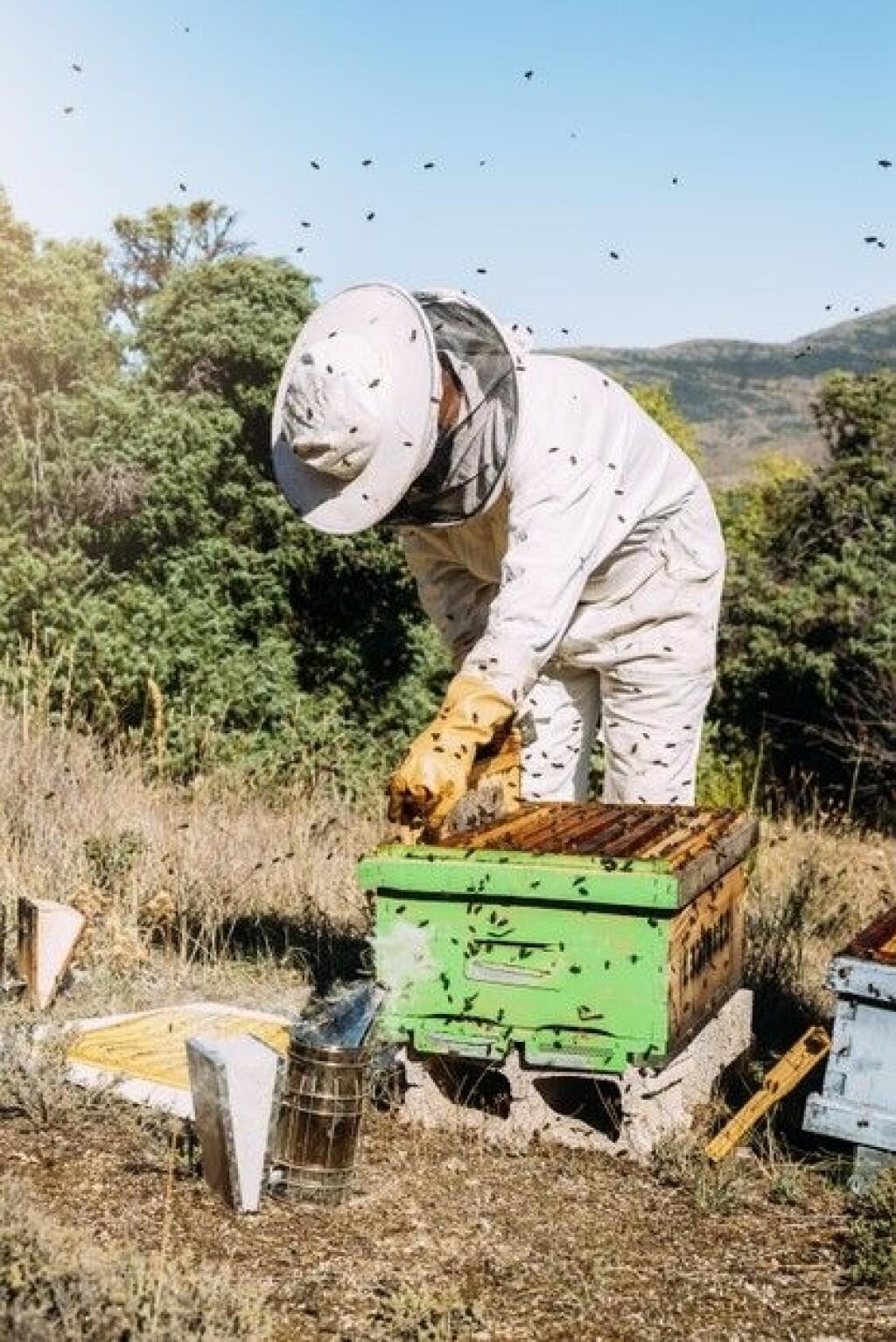 Včelári na Slovensku dokážu ročne vyprodukovať šesť až desať miliónov kilogramov medu.