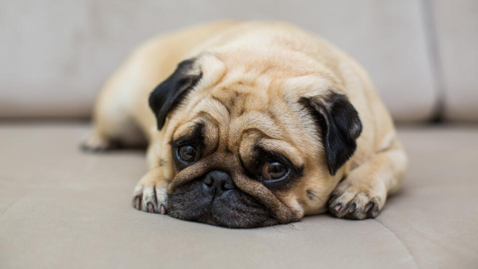 sad dog, pug, mops, smutný psík