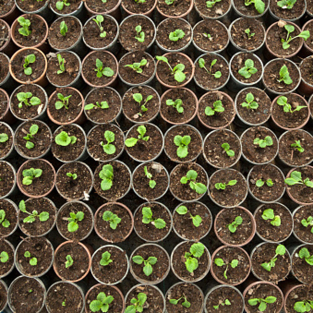 Aerial View of Agriculture, Seeding, Plant seed growing concept.