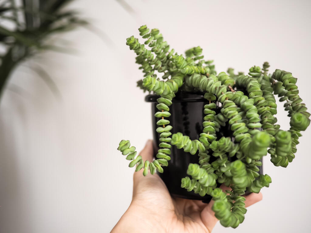 Crassula Marnieriana (tučnolist)