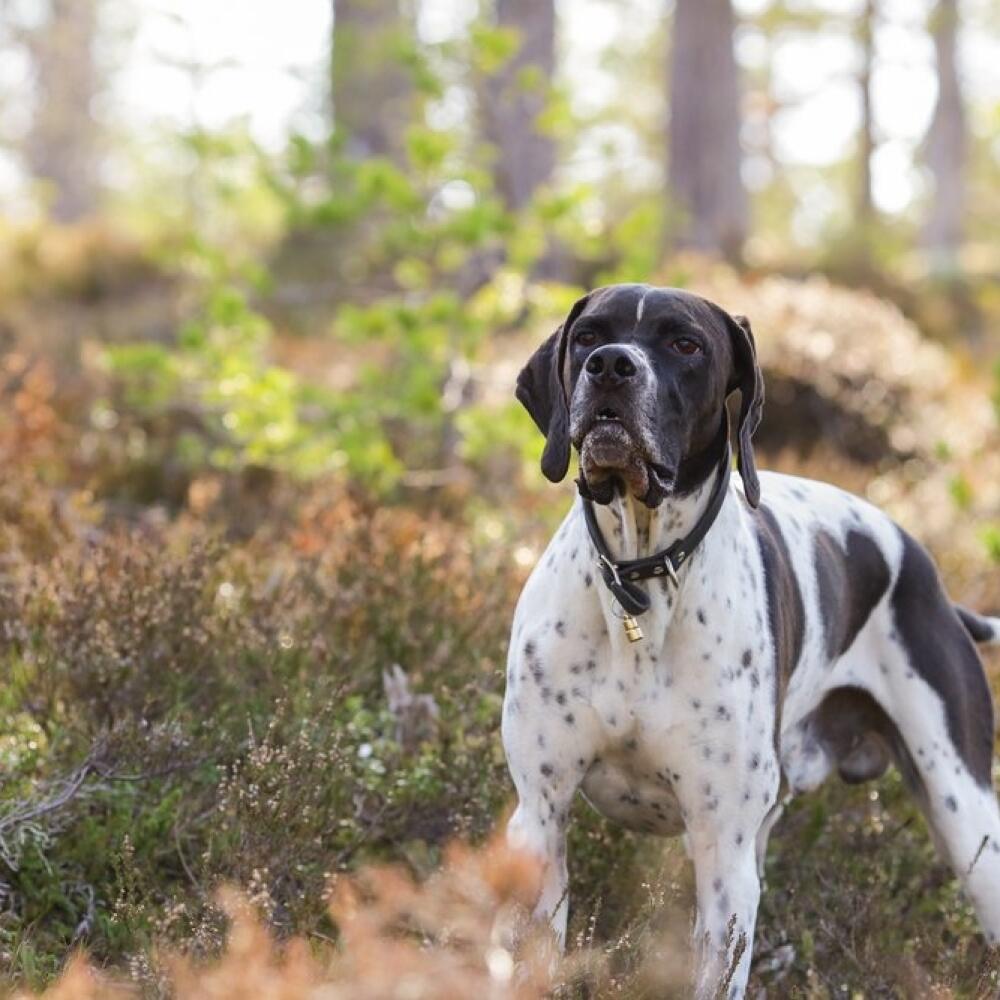 Pointer