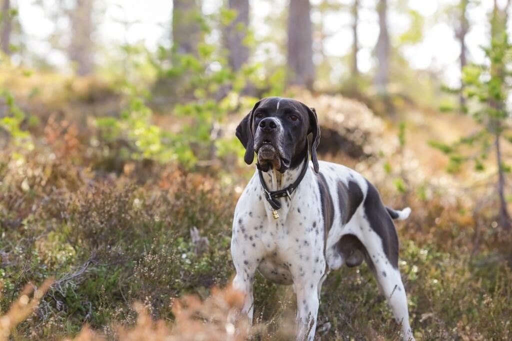Pointer