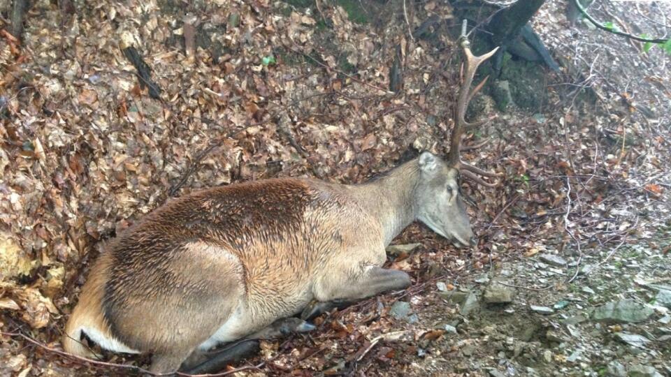 Po dokázaní viny mu hrozí trest odňatia slobody na tri až osem rokov.