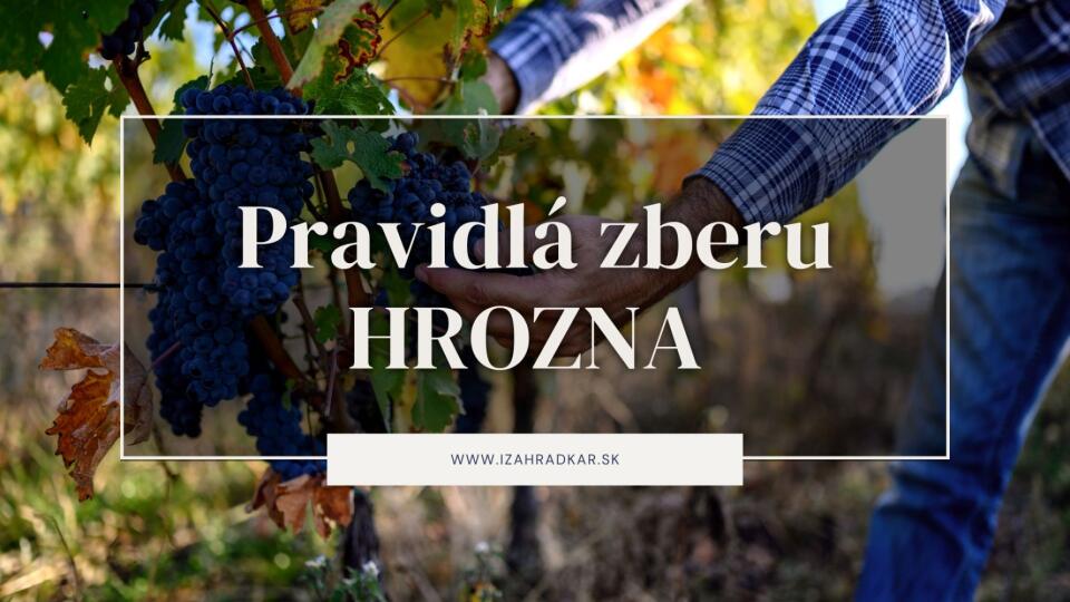 Pravidlá zberu hrozna