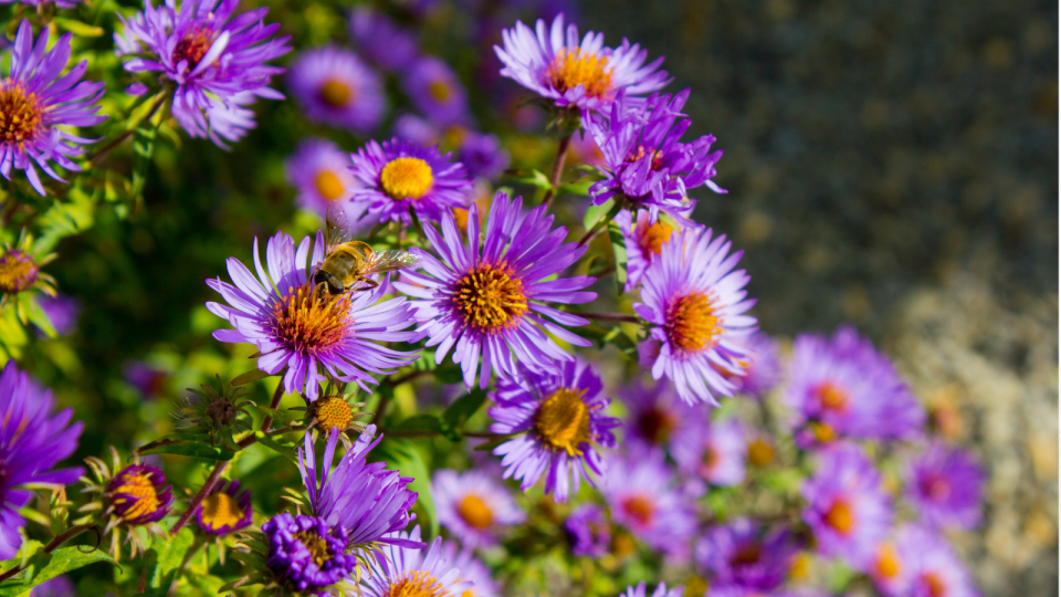 Astra novobelgická (Aster novi-belgii)