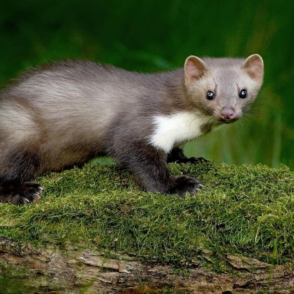 Základný rozoznávací znak medzi kunou skalnou a kunou lesnou je škvrna na hrudi. Kuna skalná ju má sfarbenú do biela a rozdvojuje sa na predné končatiny.