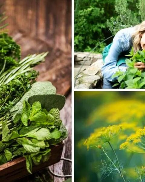Veľký herbár zdravia: Ktoré bylinky liečia dušu, srdce, pečeň či žalúdok?