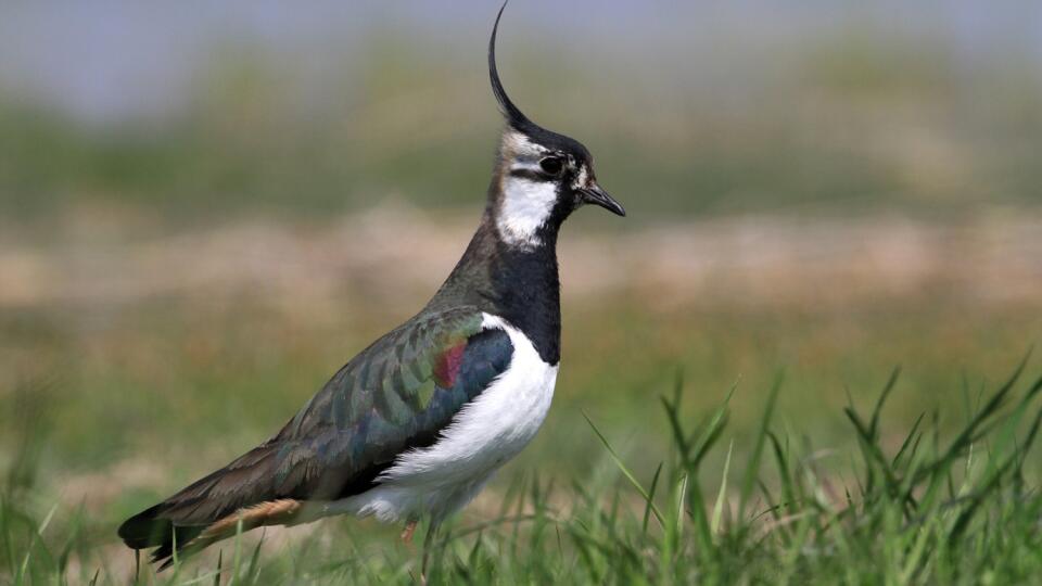 Cíbik chochlatý (Vanellus vanellus)