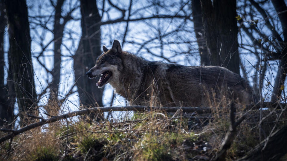 Na snímke vlk eurázijský počas podujatia k Medzinárodnému dňu lesov v bratislavskej ZOO a sprevádzanie v lesnej časti a komentované kŕmenie jeleňov v Bratislave 19. marca 2022. FOTO TASR - Jaroslav Novák