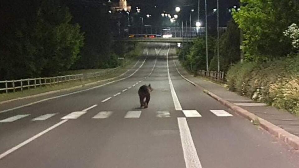 Medveď