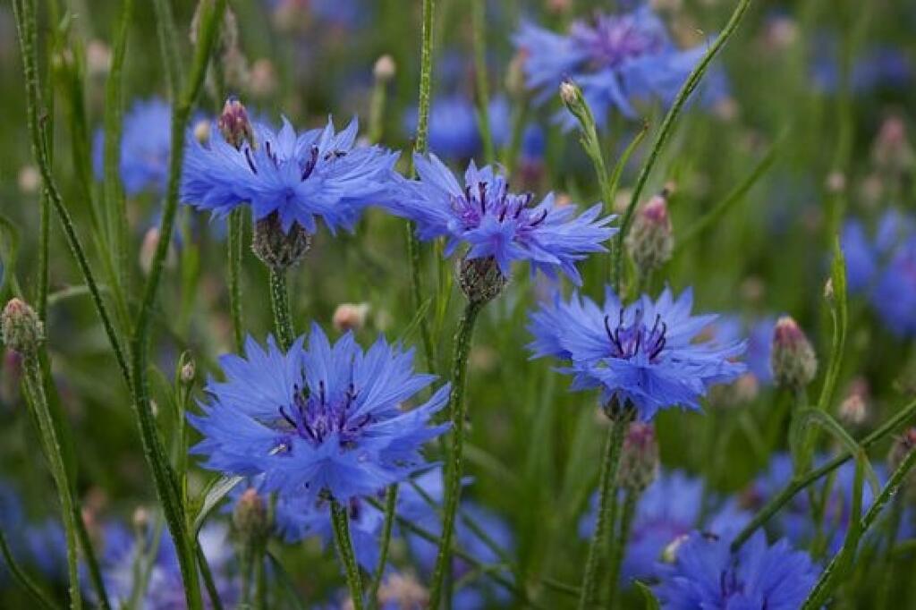 Nevädza poľná (Centaurea cyanus)