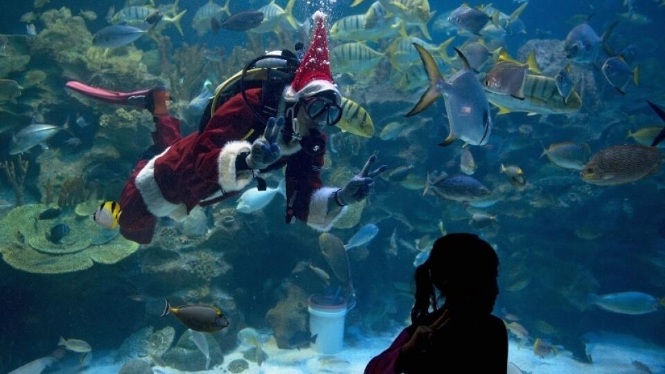 Potápač v kostýme Santa Klausa pózuje pre návštevníkov oceanária v Kuala Lumpure.