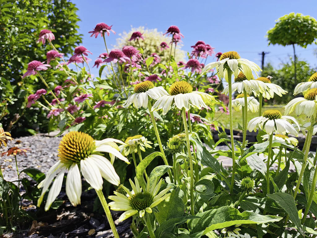 Echinacea je obľúbenou a jednou z mnohých trvaliek, ktoré sa dajú naozaj veľmi ľahko rozmnožovať delením. Preto, ak túžite po novej farbe kvetov, poobzerajte sa v záhradách susedov a na jar si poproste oddelok.