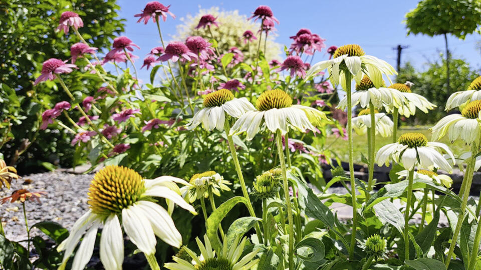 Echinacea je obľúbenou a vďačnou trvalkou.