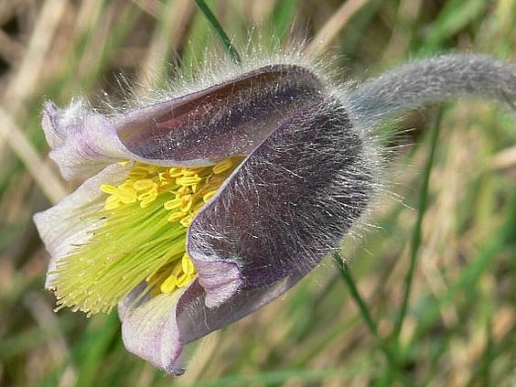 Patrí k najohrozenejším zástupcom cievnatých rastlín sústavy Natura 2000 rastúcich na Slovensku. Je zákonom chránený.