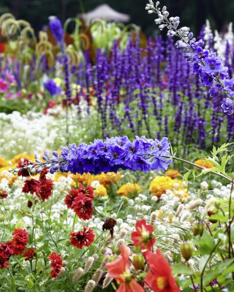 KVÍZ | Ako dokonale poznáte TRVALKY a kvitnúce kry záhrad?