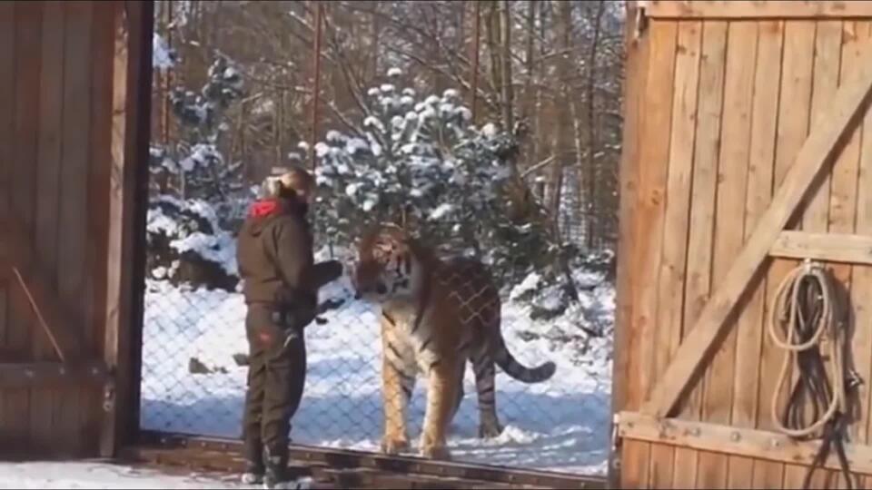 Video na porovnanie: Človek a najväčšia mačkovitá šelma