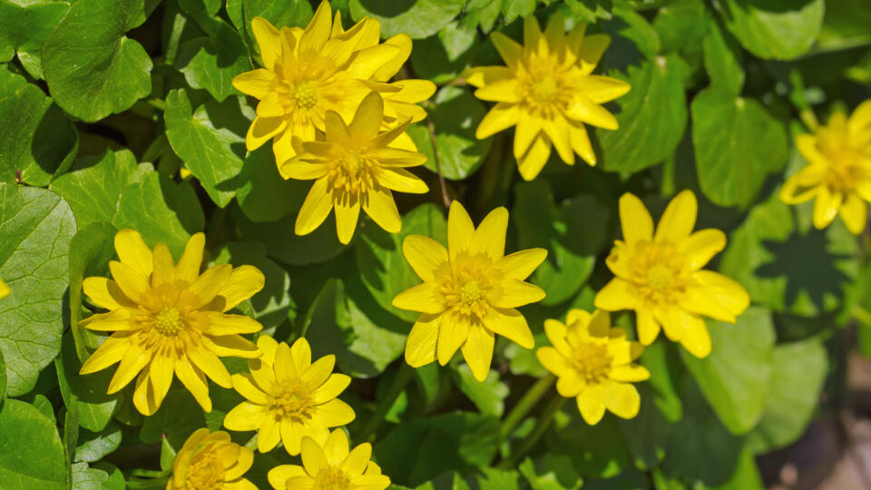 Blyskáč jarný (Ranunculus ficaria)