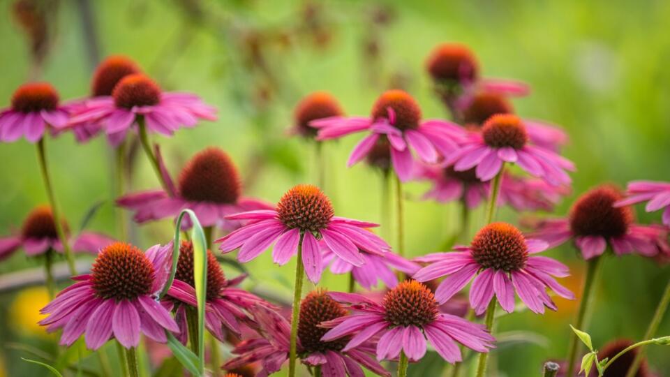 Echinacea prírodne posilňuje imunitný systém.