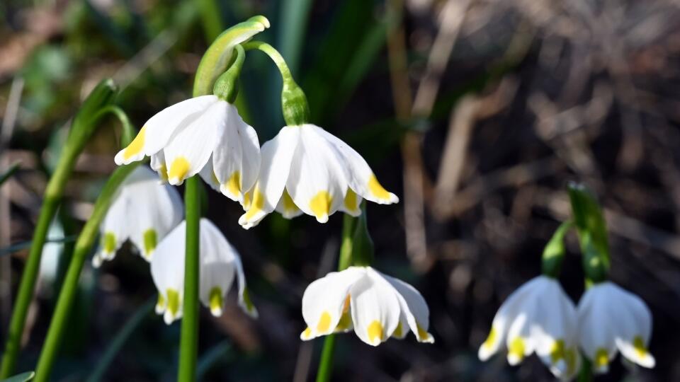 Na snímke rozkvitnuté bledule jarné karpatské (Leucojum vernum subsp. carpaticum) v Národnej prírodnej rezervácii Jovsianska hrabina 11. marca 2020. Ide o najväčšiu lokalitu s výskytom týchto zákonom chránených kvetov, ktorá sa nachádza neďaleko obce Jovsa v okrese Michalovce. FOTO TASR - Roman Hanc