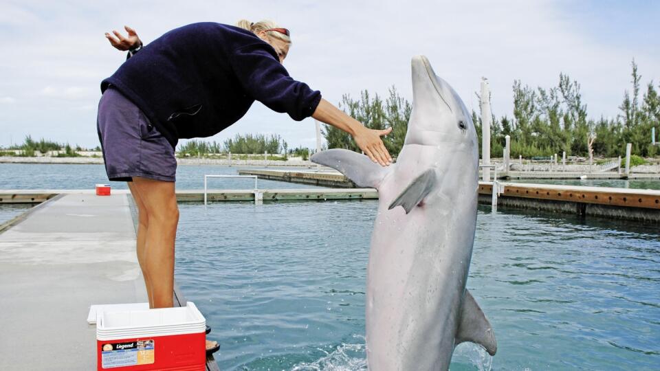 DRUŽNÉ Delfíny sú mimoriadne sociálne zvieratá. Tie, čo žijú v Cardiganskom zálive (v krúžku), majú dokonca svoj vlastný dilekt.