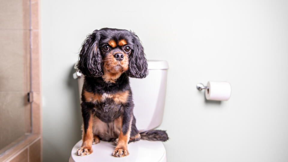 A,Cute,Dog,Sits,On,A,Toilet,In,A,Nice