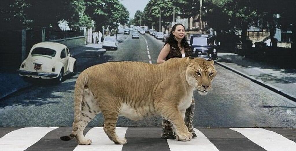 Кот геркулес. Кот Лигр Геркулес. Лигр Геркулес самый большой кот в мире вес. Лига Геркулес это гибрид Льва и тигра. Лигр и автобус.