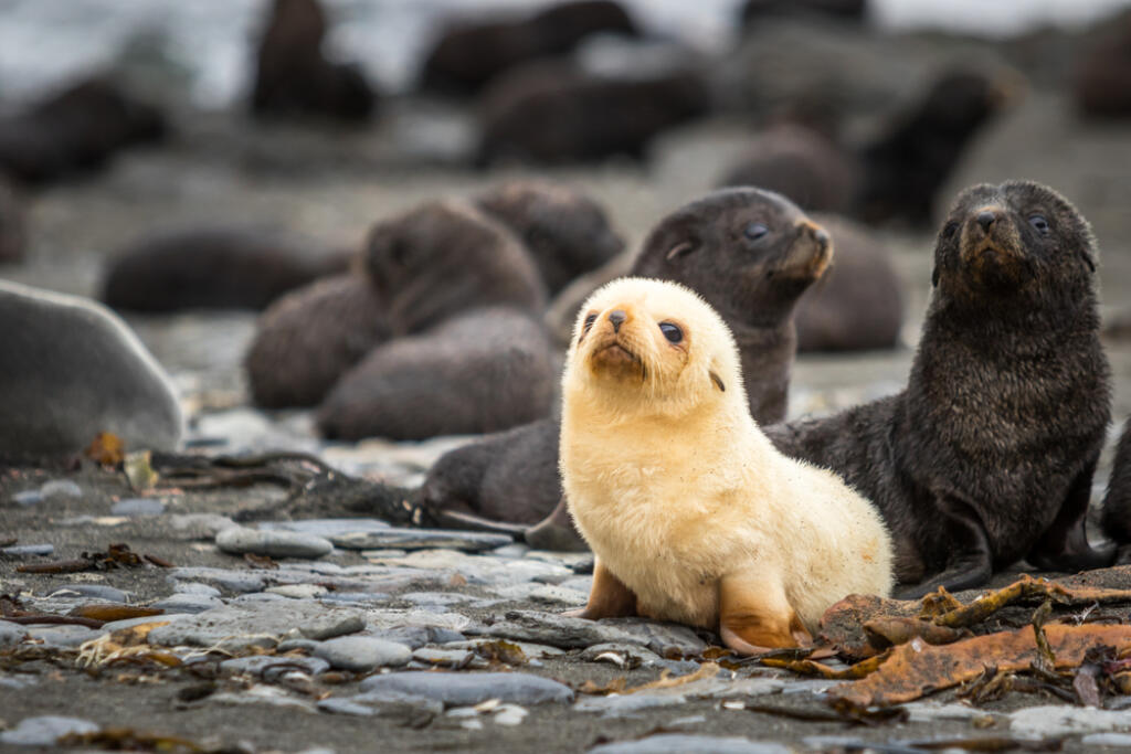 Albino,Fur,Seal,On,The,South,Georgia