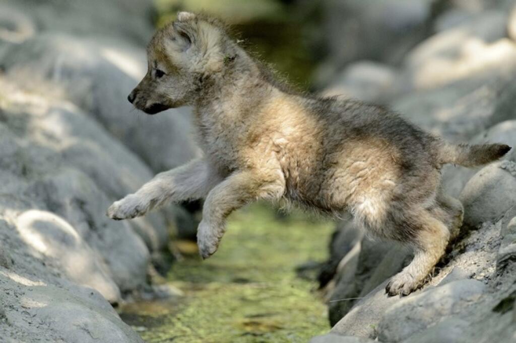 A two-month old arctic wolf cub jumps in the zoo de Servion, in Servion, Switzerland, Sunday, June 17, 2012. (AP Photo/Keystone/Laurent Gillieron)