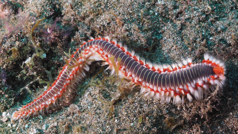 Hermodice carunculata, alebo aj ohnivý červ. Dovolenkárom spôsobuje jedovatými ostňami nepríjemné poranenia.