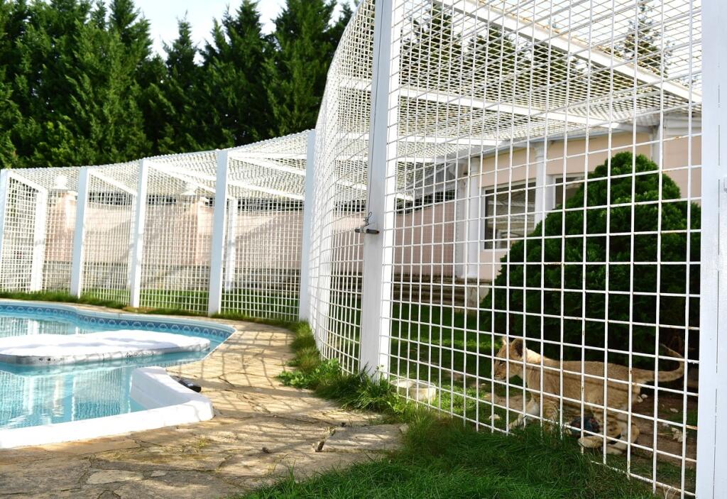Také výbehy nemajú ani v ZOO. Vémola už v minulosti urobil voliéru pre psa a teraz v nej žije malé levíča.