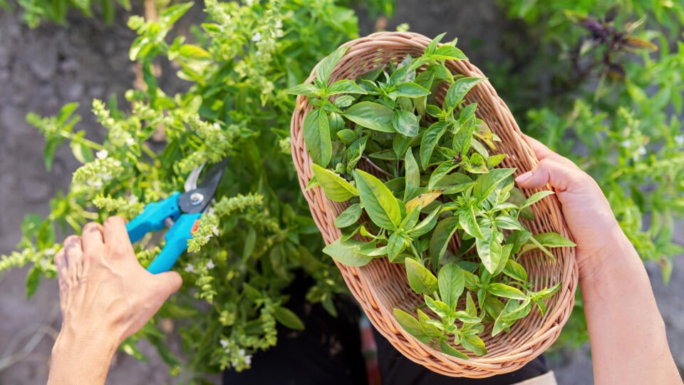 Woman,Farmer,Gardener,Cuts,Basil,With,Pruner,,Leaves,In,Basket,