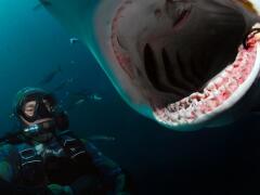 FOTO Odborník na žraloky radí Slovákom, ktorí dovolenkujú pri mori: Takto si zachránite život!