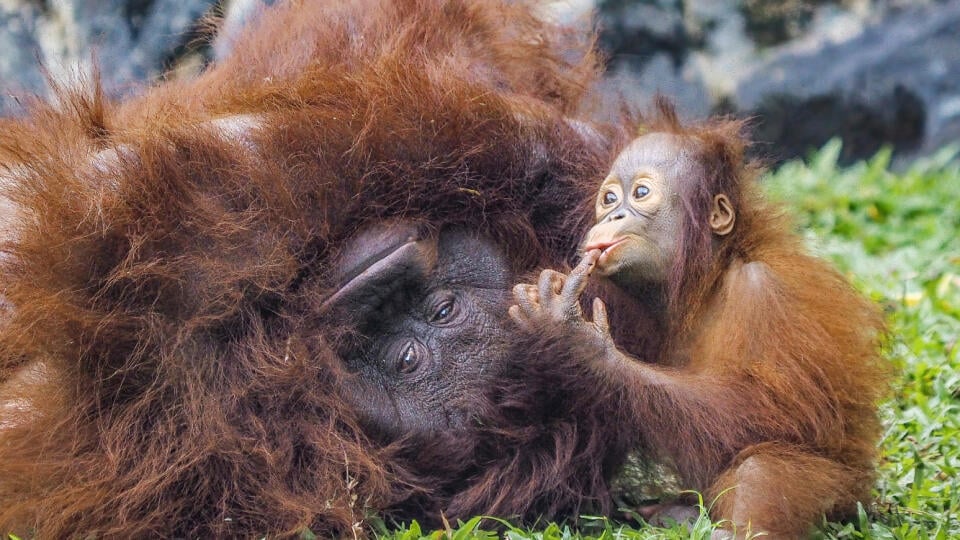 Milý záber mláďaťa orangutana s jeho matkou.