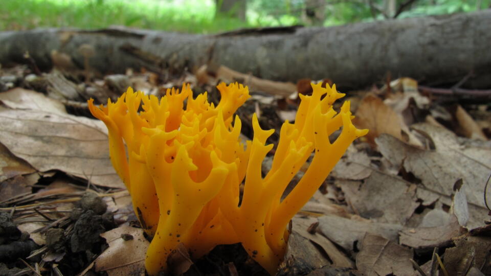 parôžkovec lepkavý - Calocera viscosa