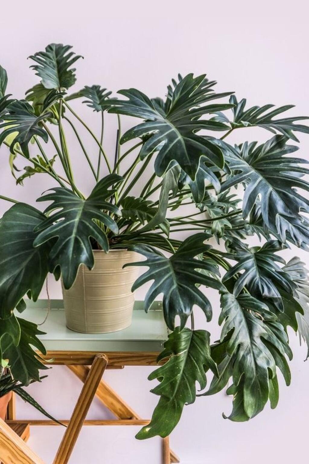 Filodendron (Philodendron) zahŕňa veľké množstvo druhov