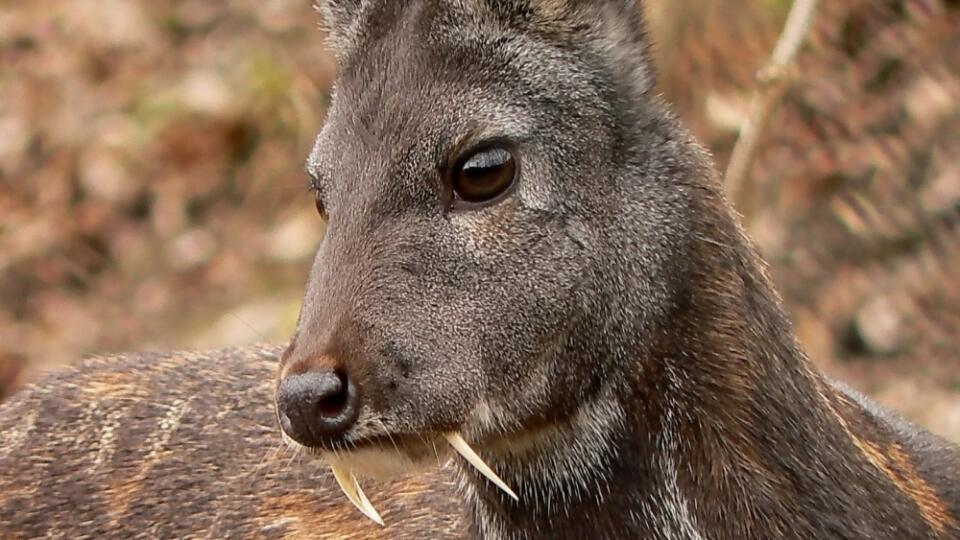 Kabar pižmový (Moschus moschiferus) je drobný prežvýkavec z čeľade kabarovité (Moschidae).