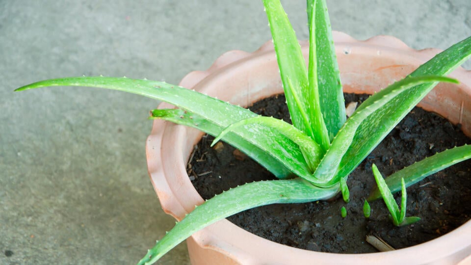 Aloe vera je krásnou a užitočnou rastlinkou.