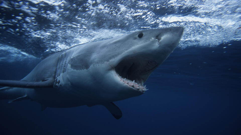 PHOTO de la bête qui a mangé un touriste à Hurghada : Un requin pire que celui de Jaws !